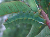 Lobobunaea angasana